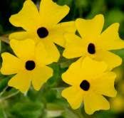 Image result for Thunbergia dregeana