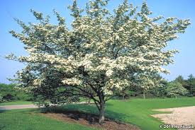 Image result for Artabotrys collinus