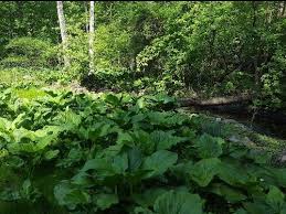 Maybe you would like to learn more about one of these? Wetland Plantings Buffers Norwalk Ct Official Website