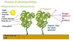They then use the outputs of cellular respiration as the inputs of photosynthesis. Factors Inputs And Outputs Of Photosynthesis Free Zimsec Revision Notes And Past Exam Papers Photosynthesis Past Exam Papers Chlorophyll