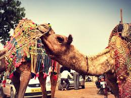 Pushkar Rajasthan India Dame On A Plane