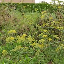 Image result for Foeniculum vulgare