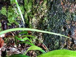 Image result for Vittaria elongata