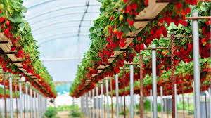 We did not find results for: How To Grow Strawberries Hydroponically Complete Guide Soak And Soil