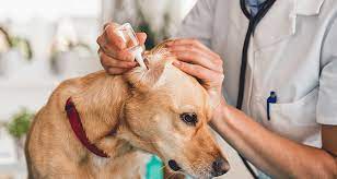 How often should i clean them? Ear Infections In Dogs Symptoms Causes And Treatments Cesar S Way