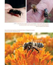 Mason Bee Revolution: How the Hardest Working Bee Can Save the World--One  Backyard at a Time — Books