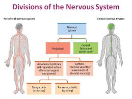 The second part of the nervous system to have a particularly powerful part to play in our emotional life is the autonomic nervous system. Ap Psychology Review On Twitter Nervous System The Body S Speedy Electrochemical Communication System Consisting Of All The Nerve Cells Of The Peripheral And Central Nervous Systems Https T Co Pkcvw9uyeb Twitter