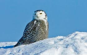 Arctic Tundra Biome Animals The Arctic Tundra A Biome Worth Preserving Polar Bears Arctic Animals Arctic Tundra Owl Habitat