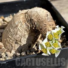 Image result for Euphorbia platycephala