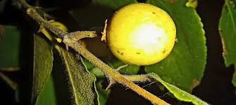 Image result for Ziziphus abyssinica