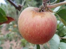Apple pacific rose™ apple lady in red (pink lady®) apple royal gala; Golden Pearmain Trees Of Antiquity