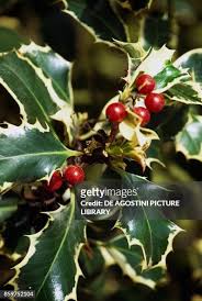 Image result for Aquifoliaceae
