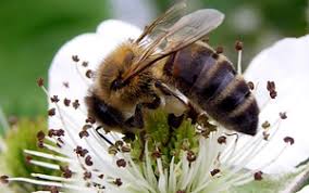 Der weltnierentag wurde 2006 ins leben gerufen und steht seither jedes jahr unter einem besonderen motto, an dem sich die aktivitäten der nationalen organisationen orientieren. Weltbienentag Wildbienenschutz Wichtiger Denn Je