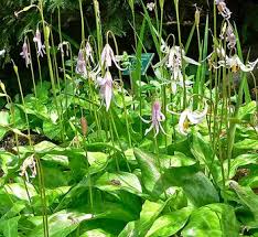 Image result for Erythrocephalum longifolium