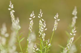 Image result for Polygala xanthina