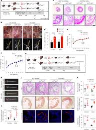 Image result for Pimpinella sp. A. of FZ 4: 594