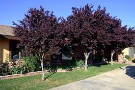 Trees are a plentiful resource and they are vital to every player's success. Pin On Garden Need 2 Want 2 Do Stuff