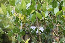 Image result for Chionanthus battiscombei