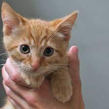 See more ideas about kitten adoption, adoption, kittens. Adopt West Kitten Adoption Tabby Kitten Orange Tabby Kitten