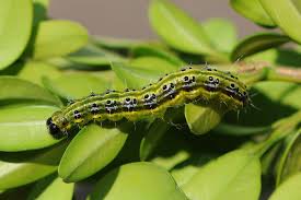 Image result for caterpillar box tree moth inside buxus plant