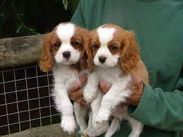 It is enthusiastic and lively, without being happy and loud. Buy Sell King Charles Spaniel Puppies Adopt Puppy Online In India King Charles Puppy King Charles Cavalier Spaniel Puppy King Charles Dog