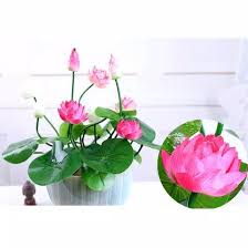 Tinggi tanamannya bisa sampai 1 met. Jual Lotus Seed Benih Bunga Teratai Biji Teratai Tanaman Air Aquascape Di Lapak Satu Furniture Tangerang Bukalapak