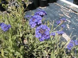 Image result for Verbena rigida
