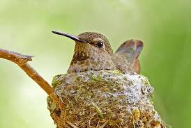 Birds That Make Mud Nests On Houses 10 Weird And Wonderful Bird Nests With Images Hummingbird Nests Bird Nest Annas Hummingbird