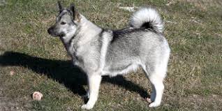 Image result for norský losí pes šedý