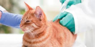 Daftar vaksin kucing online terbaru february 2021 pembayaran aman original cashback beli vaksin kucing terbaik di.beli aneka produk vaksin kucing online terlengkap dengan mudah, cepat & aman di tokopedia. Biaya Vaksin Kucing Mahal Yuk Cari Tahu Faktanya Di Sini Pintarpet