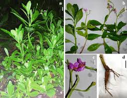 Image result for Talinum portulacifolium