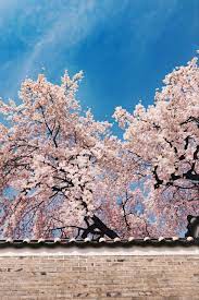 Spring In Korea 40 Photos To Convince You It S The Best Time To Visit South Korea Television Of Nomads Korea Wallpaper Cherry Blossom Wallpaper South Korea Photography