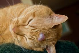 If your cat has a lump (even if it is cancerous), there are often many treatment options available. Bumps And Lumps On Pets The Pet Wiki