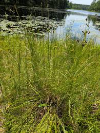 Image result for Scoparia