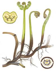 Image result for Pteridium