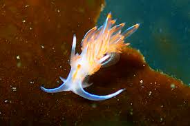 Image result for Craspedorhachis