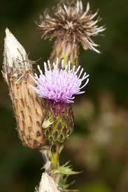 Image result for Cirsium