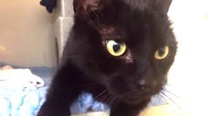Cartoon cat with yellow eyes on black background. Beautiful Female Black Cat With Yellow Eyes Youtube