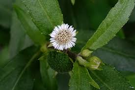 Image result for Eclipta