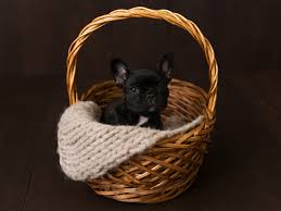 Great french bulldog breed information. We Re Living For This Newborn Photo Shoot With A French Bulldog Puppy