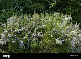 Image result for Fabiana imbricata