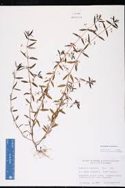 Image result for Oldenlandia corymbosa