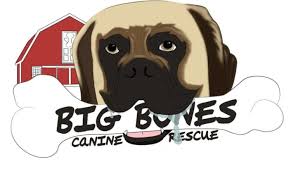 Where does colorado puppy rescue get their puppies? Big Bones Canine Rescue