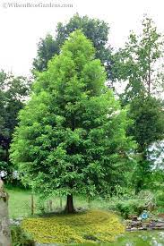 Did you know that the bald cypress is a deciduous tree which drops their needles in winter, hence their name bald cypress tree. Buy Bald Cypress Tree Free Shipping 3 Gallon Size Potted Taxodium Distichum For Sale Online From Wilson Bros Gardens