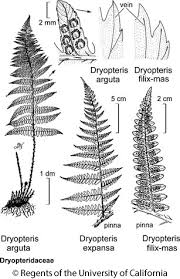 Image result for Dryopteris