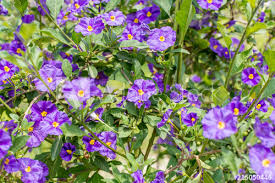 The flowers are at times pink (besides the purple color). Purple Flowers Of Solanum Rantonnetii Formerly Lycianthes Rantonnetii The Blue Potato Bush Or Paraguay Nightshade Charming Little Blue Flowers With Yellow Centres Against Green Leaves Stock Photo Adobe Stock
