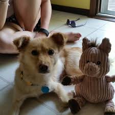 found @ svdp marinette, wi !! they came home with us 🫶