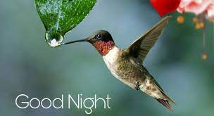 Free Free Love Birds Good Night
