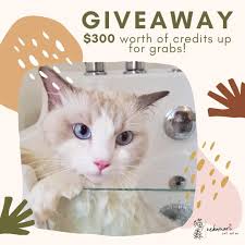 Download hd 1080x2340 wallpapers best collection. Nekomori Cat Grooming 500 Instagram Followers Giveaway Nekoya Cat Daycare Boarding Hotel Singapore