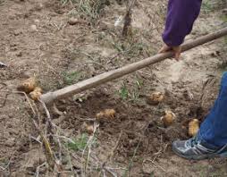 Jetzt werden die kartoffeln in den kübel gepflanzt. Kartoffelanbau Im Eigenen Garten Diese Fakten Sollten Hobbygartner Kennen Proplanta De